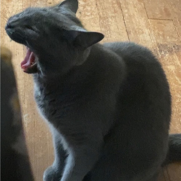 Meet your Posher, Emily - Picture 4 of 4